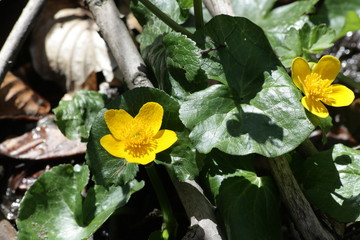 populage des marais (Caltha palustris)