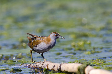Baillon's Crake (Porzana pusilla)