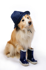 Dog with rain boots and hat