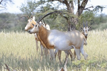 Libyan scimitar-horned oryx (Oryx addah)