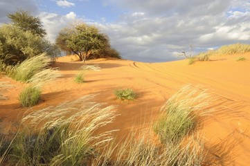 sand dune and track,kalahari