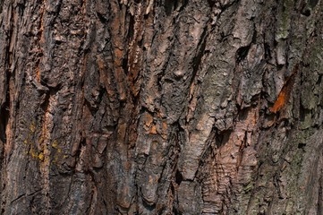 Background - bark
