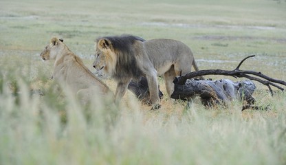 Lions (panthera leo) mating, Kgalagadi transfrontier park