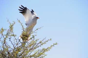 Pale chanting goshawk (Melierax canorus). In flight