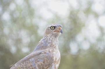 Pale chanting goshawk (Melierax canorus). Juvenile