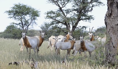 Libyan scimitar-horned oryx (Oryx addah)