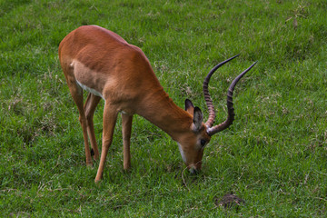 Gazelle