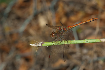 Libellula