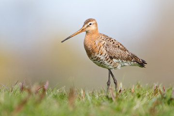 Black-tailed Godwit
