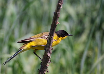 Yellow Wagtail  with green background, Motacilla flava