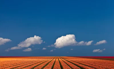 Wall murals Tulip Panoramic view of a colorful field with tulips