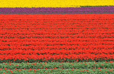 Fototapeta na wymiar beautiful tulip field