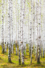 Obraz premium Wiosna w brzozowym lesie