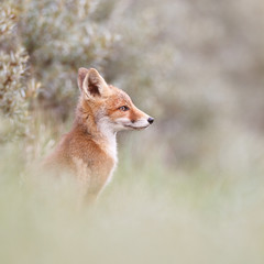 portrait of a red fox cub