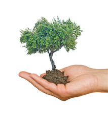 tree in hand