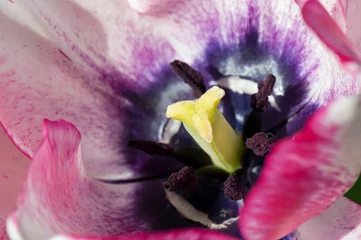 Foto auf Alu-Dibond Innen rosa, lila und weiße Tulpe, Ottawa © Roger de Montfort