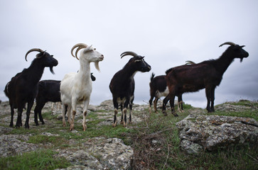 Goats at attention
