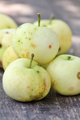 fresh apples in the garden