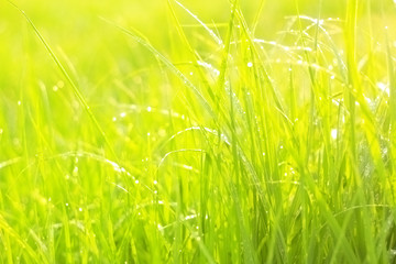 The green lush grass with drops