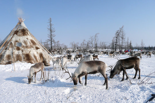 SIBERIE : Rennes devant un tchoum (habitation traditionnelle)