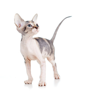 sphynx kitten