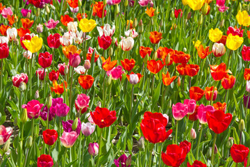 colorful spring flowers