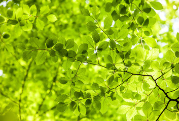 Leaves, forest, green background