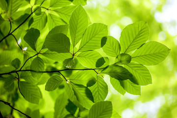 Fototapeta na wymiar Green leaves, background