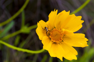 Spider on a yellow flower