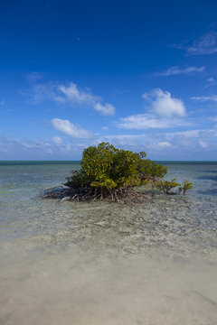 mangrove tree grows on beach at biscayne nation park
