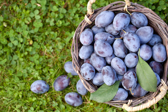 Korb mit Zwetschgen (Prunus insititia)