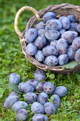 Zwetschgen (Prunus insititia)