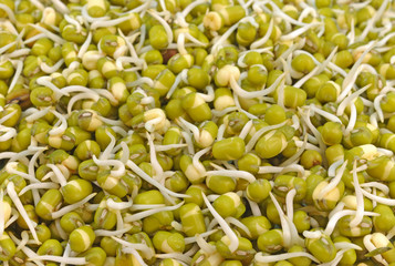 sprouted green gram seeds