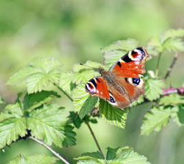 stunning butterfly
