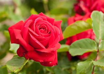 Le due rose rosse