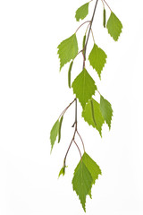 Birkenbl&auml;tter (Betula)
