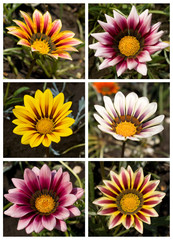 floral collection of daisies