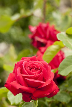 Rose Verticali