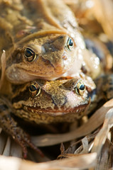 frog