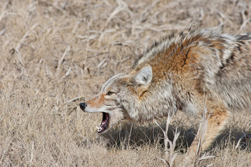 Naklejka premium Snarling Coyote