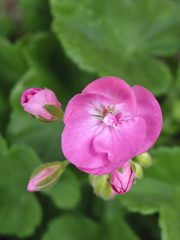 Obraz premium geranio rosa - Pink Geranium