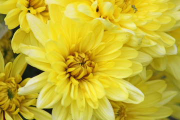 Fototapeta premium yellow Chrysanthemum flowers