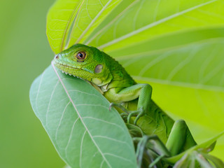 Little green iguna