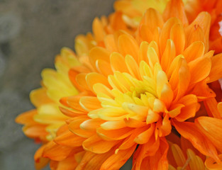 beautiful orange Chrysanthemum