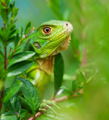 Curious Iguana