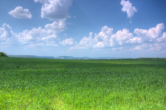Provadia_Landscape 2.1