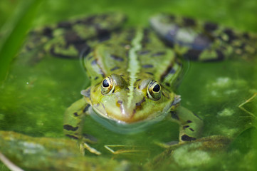 Augen aus dem Wasser, Amphibien im Teich. Frosch 