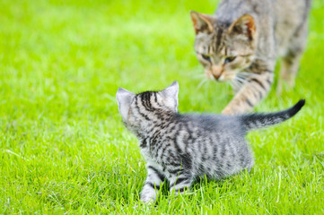 mother cat watching small gray kitten