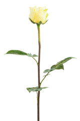 Obraz premium Fresh yellow roses