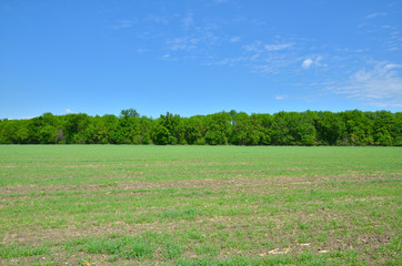 Green field, forest and sky